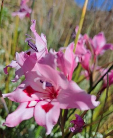 Gladiolus carneus presented by modern technology